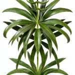 Soft Skull Drug Law & Botany Kindle eBook Comprehensive Guide 2026-0