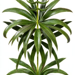 Soft Skull Drug Law & Botany Kindle eBook Comprehensive Guide 2026-0