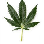 Drug Law eBook by UBC Press with Enhanced Typesetting and Word Wise-0