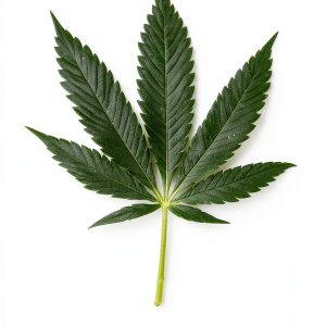 Drug Law eBook by UBC Press with Enhanced Typesetting and Word Wise-0